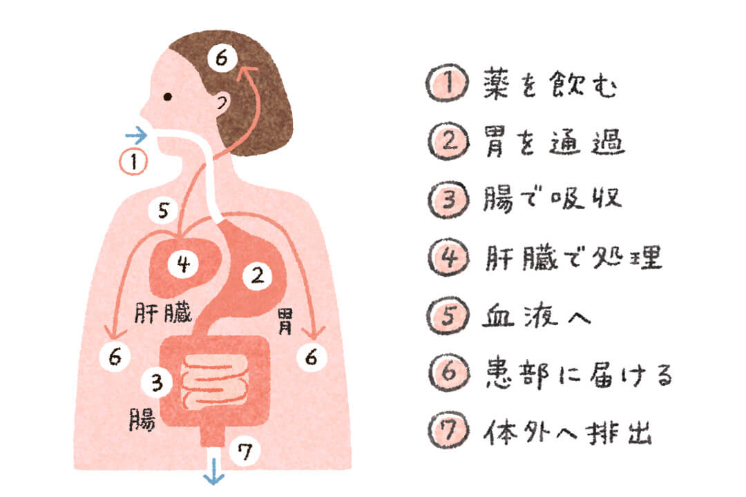 第１回「薬はどう体を巡るの？薬が効くメカニズム」 | HELiCO(ヘリコ) - あしたがちょっと健康に | アイセイ薬局