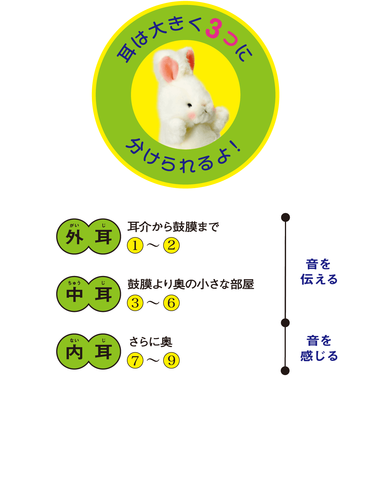 耳は大きく三つに分けられすよ！