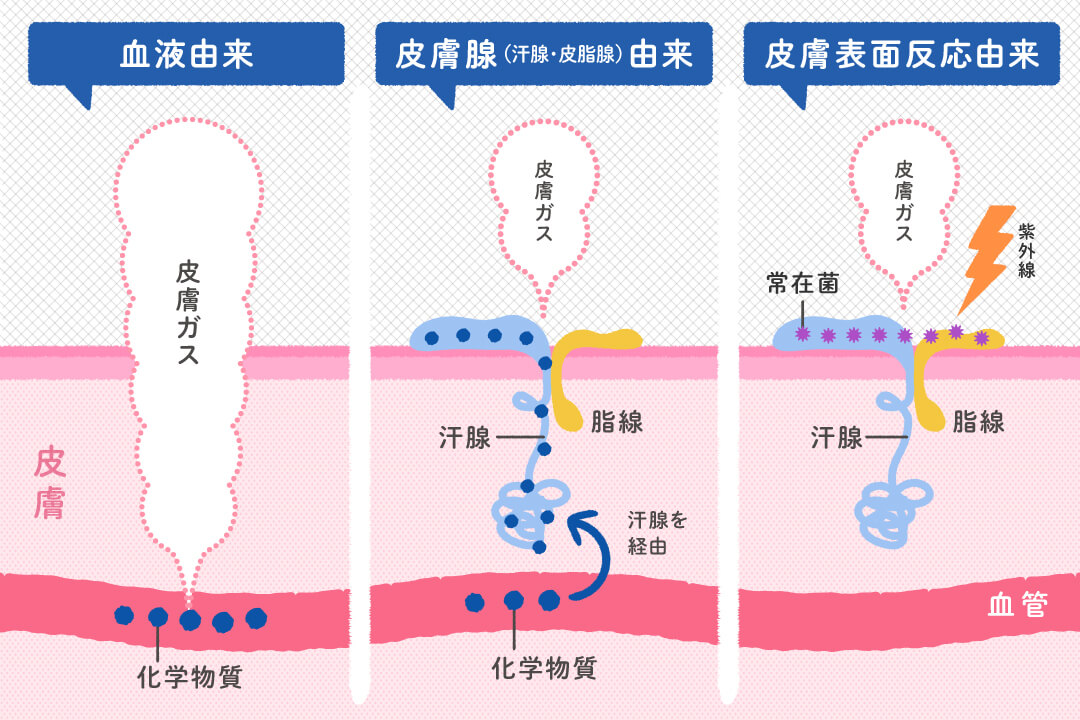 加齢臭のにおう仕組み