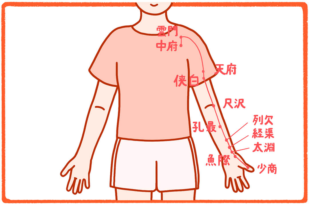 「太陰肺経（たいいんはいけい）」の経絡（けいらく）は咳に関連する呼吸器全般のツボが集約しています